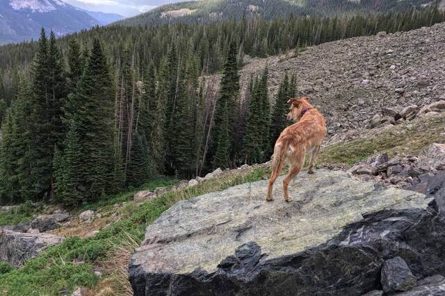 Teddy standing on a large boulder looking out over a forested slope and a rocky talus field