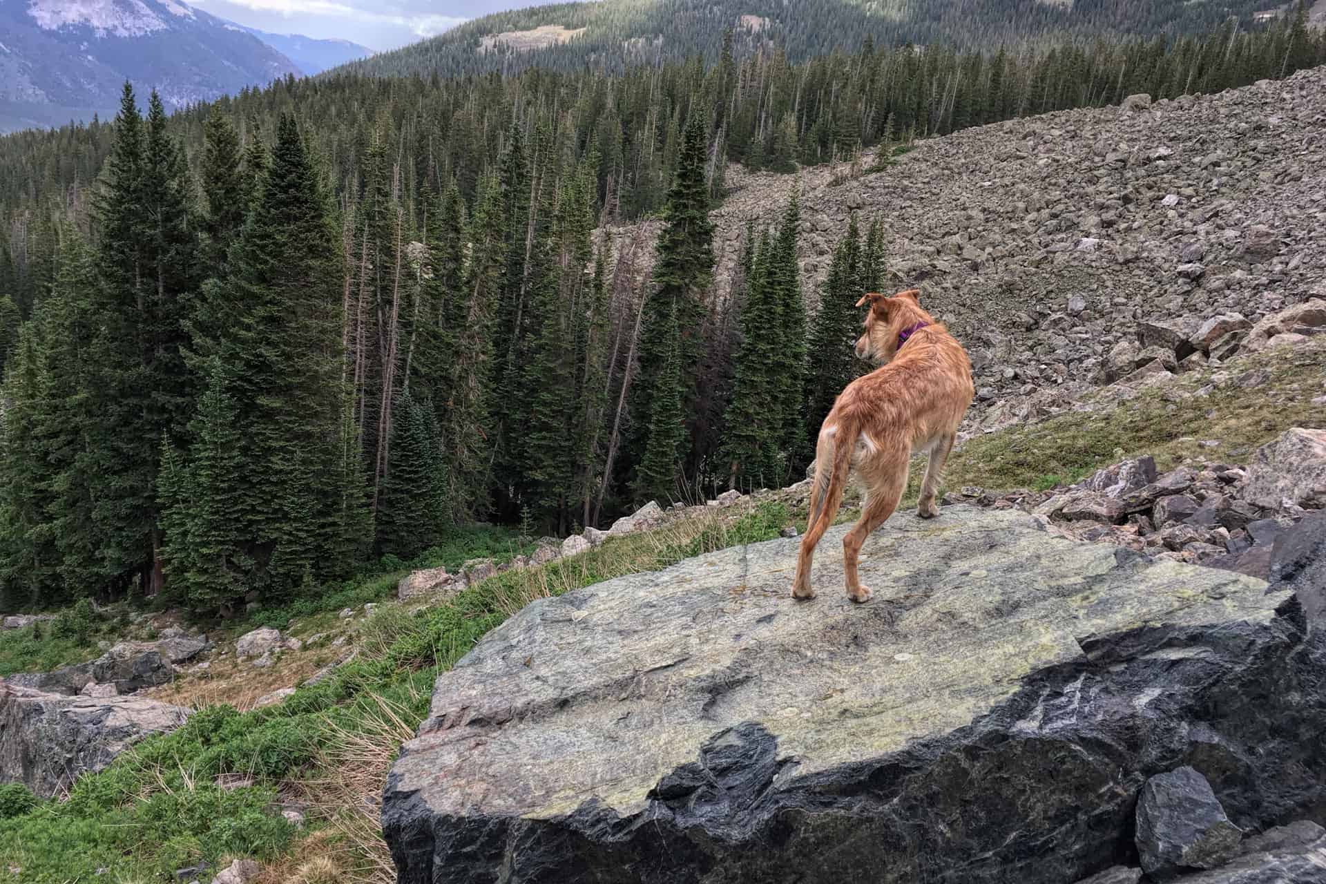 Teddy standing on a large boulder looking out over a forested slope and a rocky talus field