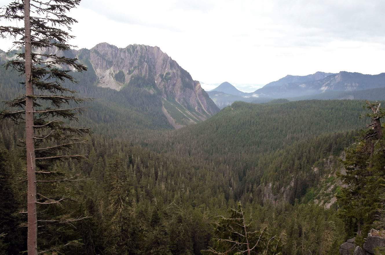 A forested valley flanked by a rugged, scree-covered mountain ridge under an overcast sky