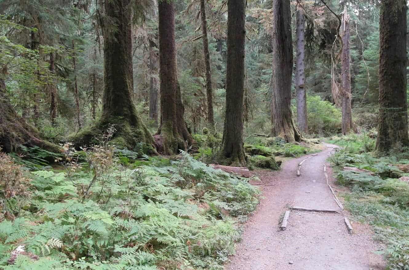A trail winding through an old-growth forest, lined with ferns and moss-covered tree trunks