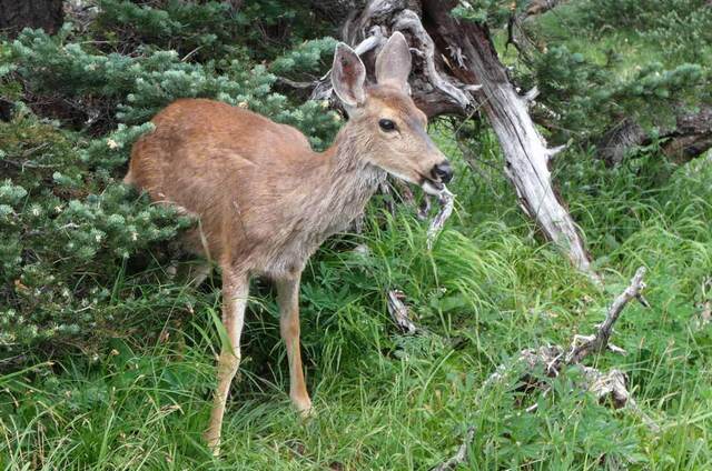 A deer standing in tall grass and brush, looking off to the side