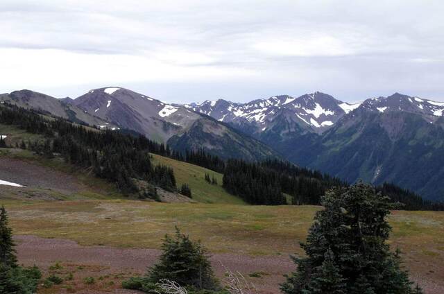 A subalpine meadow bordered by evergreens, with snow-patched peaks in the distance