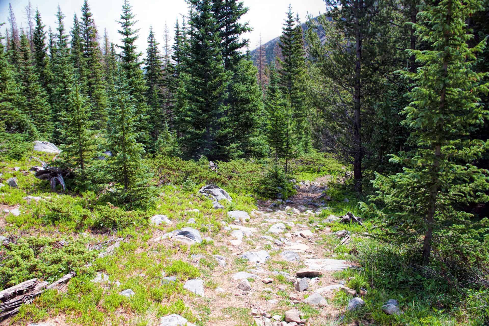 A rocky, pine-forested trail climbing toward a distant mountain peak visible through the trees
