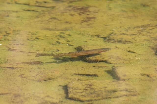 A native trout swimming just beneath the water's surface over algae-covered rocks