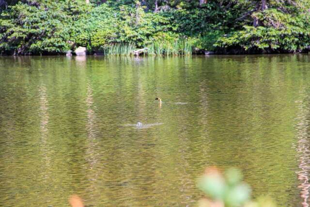A fish leaping and splashing at the surface of the lake, with a forested shoreline in the background