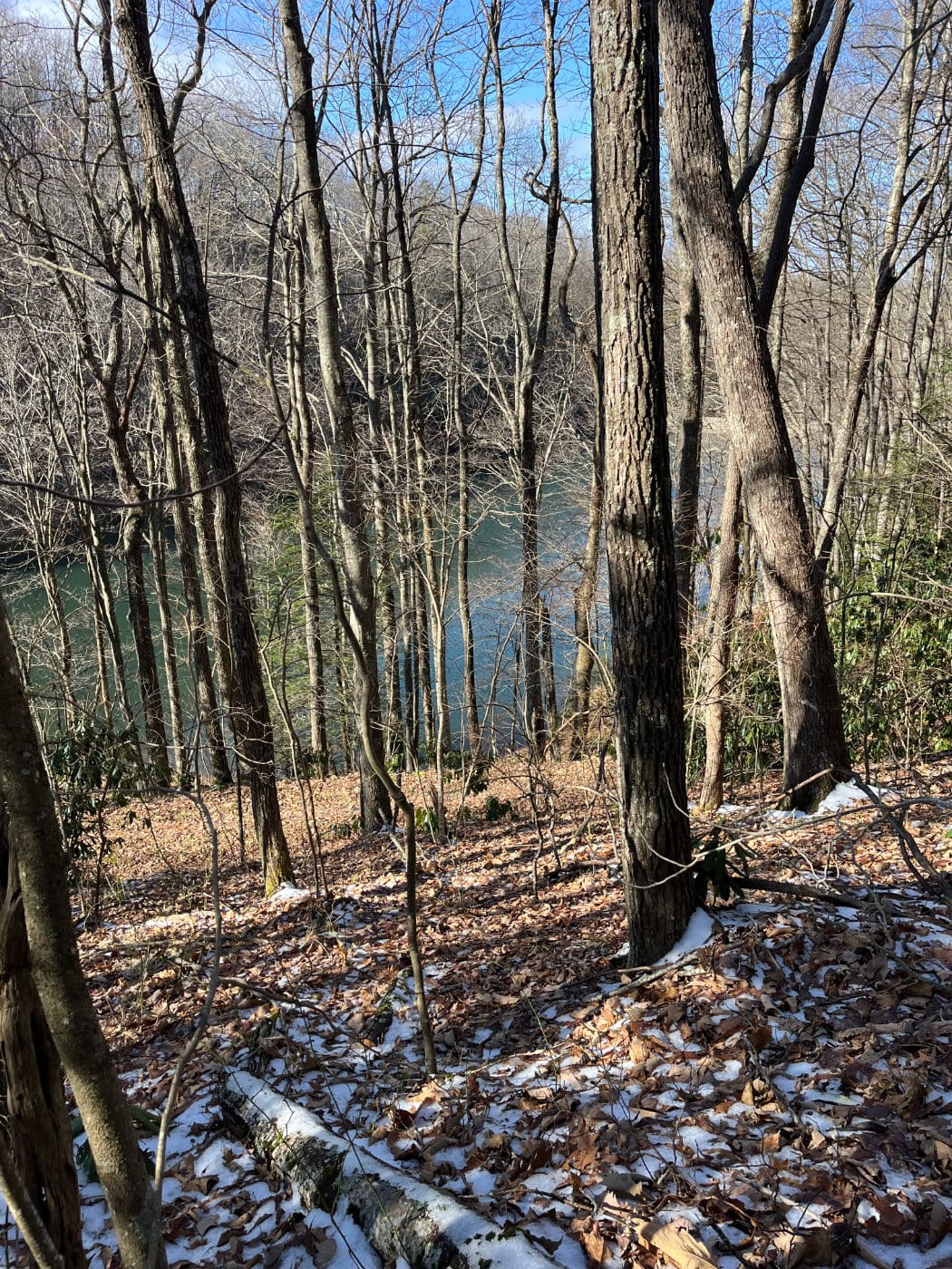 Looking down through trees at the lake