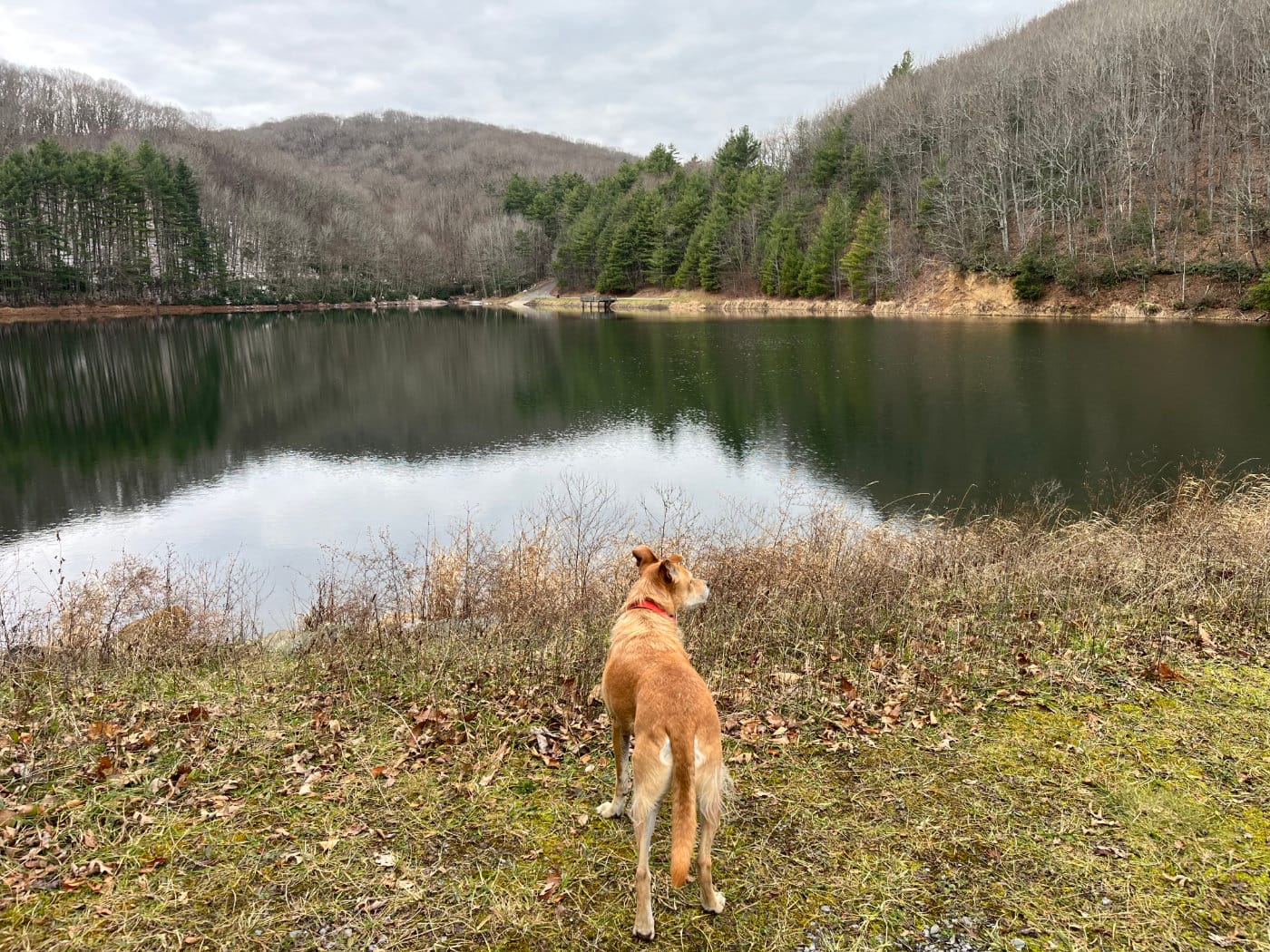 My dog Teddy looking over the Norton Reservoir from the spillway.