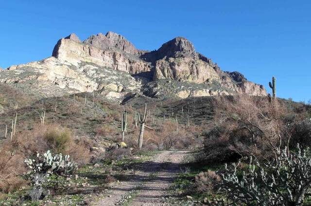A dirt trail winding past saguaro cacti toward the rugged cliffs of Picketpost Mountain