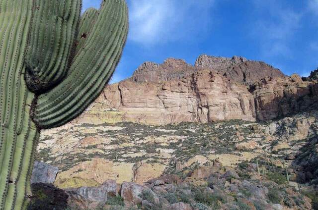 Looking up through a saguaro cactus at the sheer cliff face of Picketpost Mountain