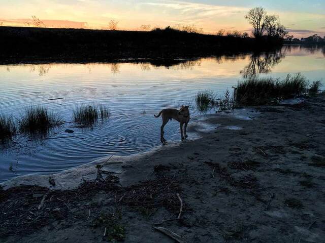 Teddy wading at the edge of a calm river at sunset, with reflections of the sky and trees on the water