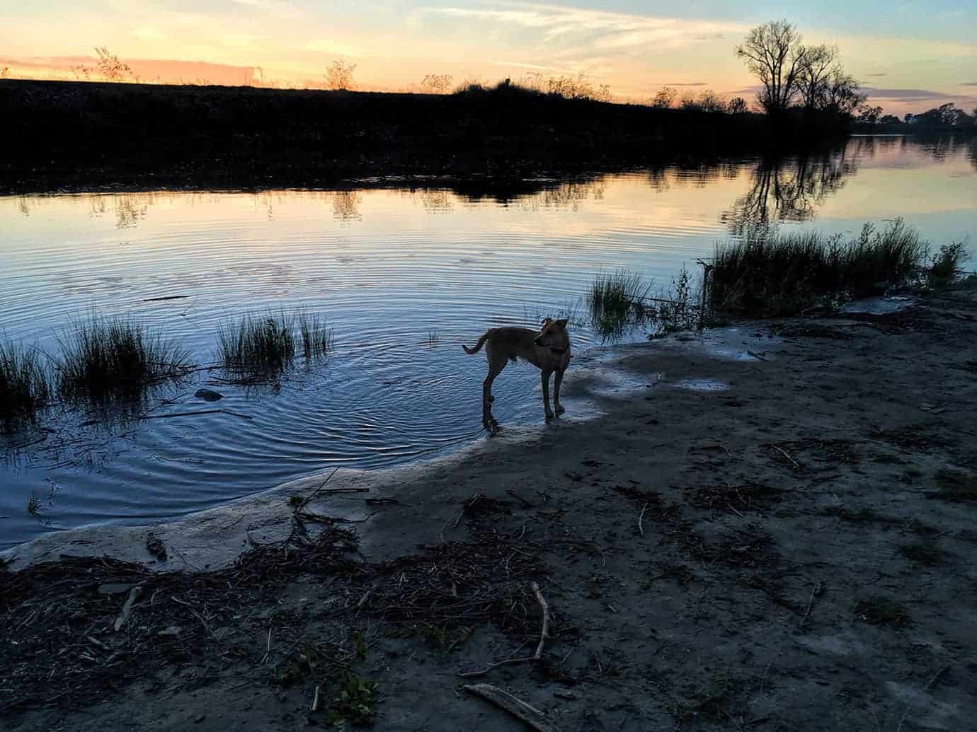 Teddy wading at the edge of a calm river at sunset, with reflections of the sky and trees on the water