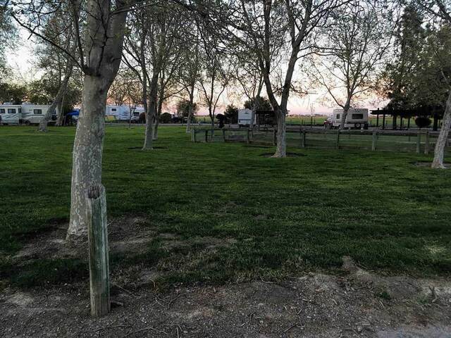 Rows of trees in a grassy campground at dusk, with RVs parked among them