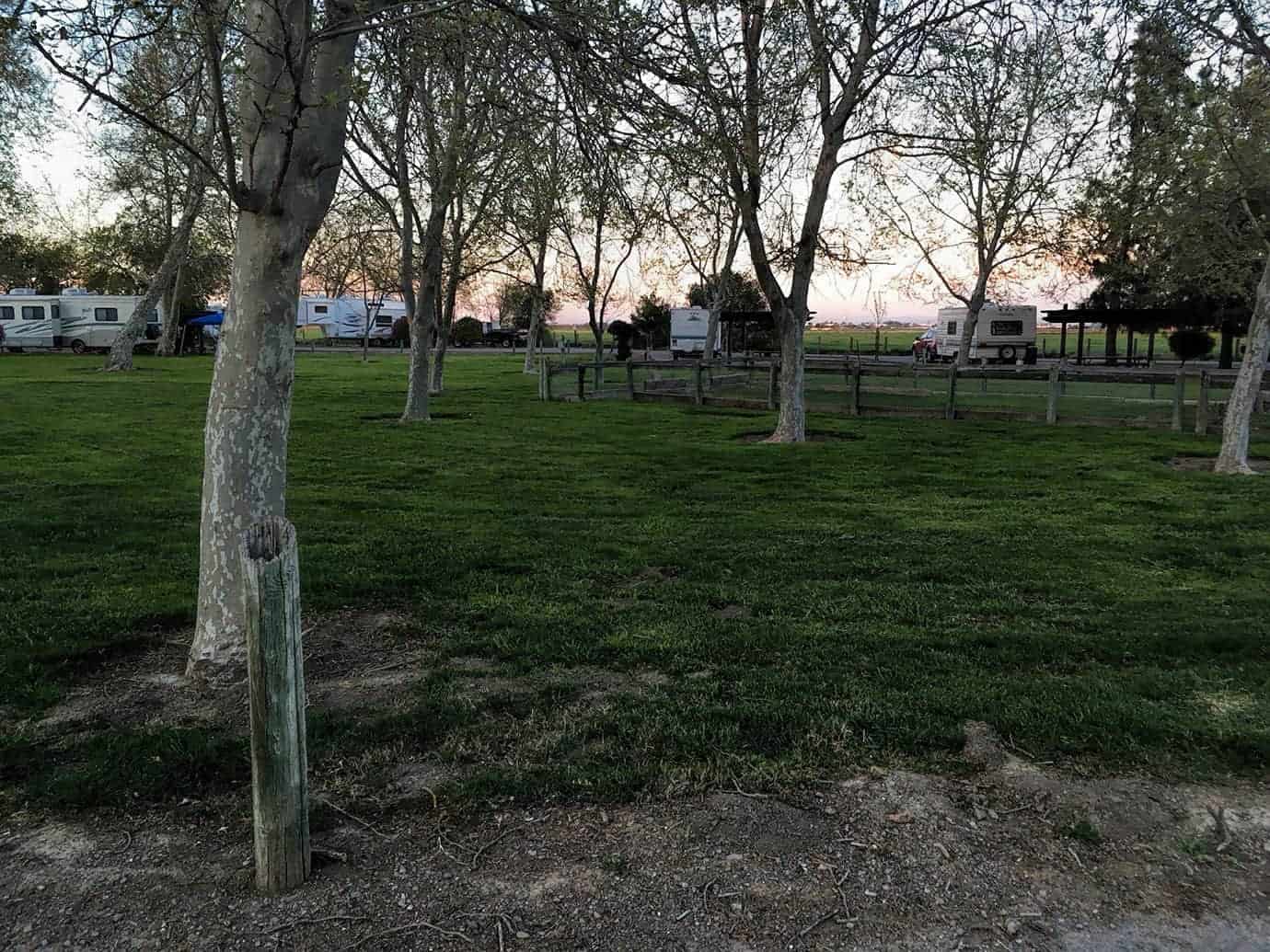 Rows of trees in a grassy campground at dusk, with RVs parked among them
