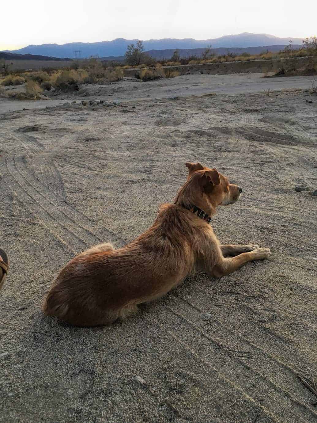 Teddy lying in the sand at the boondocking site, looking out over the desert with mountains silhouetted at dusk