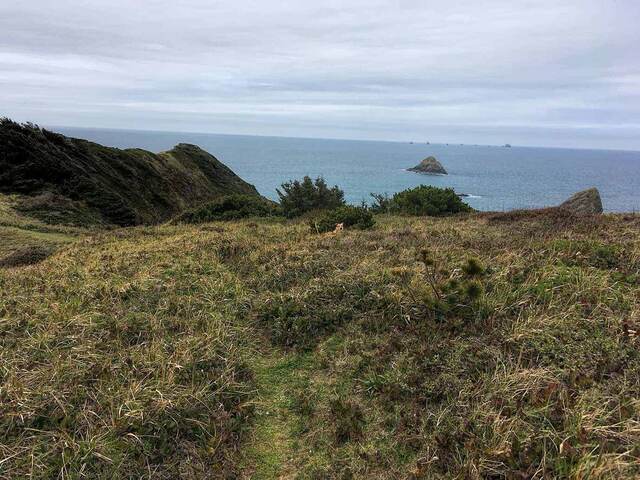 Teddy peeking through beach grass on a coastal bluff, with the ocean, a distant sea stack, and rocky headland beyond