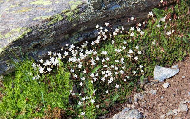 A cluster of small white alpine wildflowers growing in moss beside a lichen-covered boulder