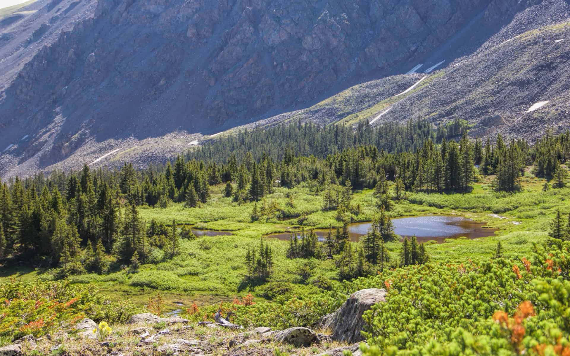 A small round pond tucked among spruce trees and green meadow, with a rocky snow-patched peak rising behind
