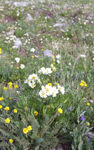 A close-up of white and yellow alpine wildflowers scattered through a rocky meadow