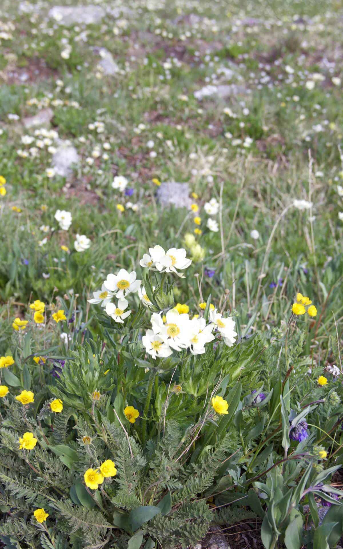 A close-up of white and yellow alpine wildflowers scattered through a rocky meadow