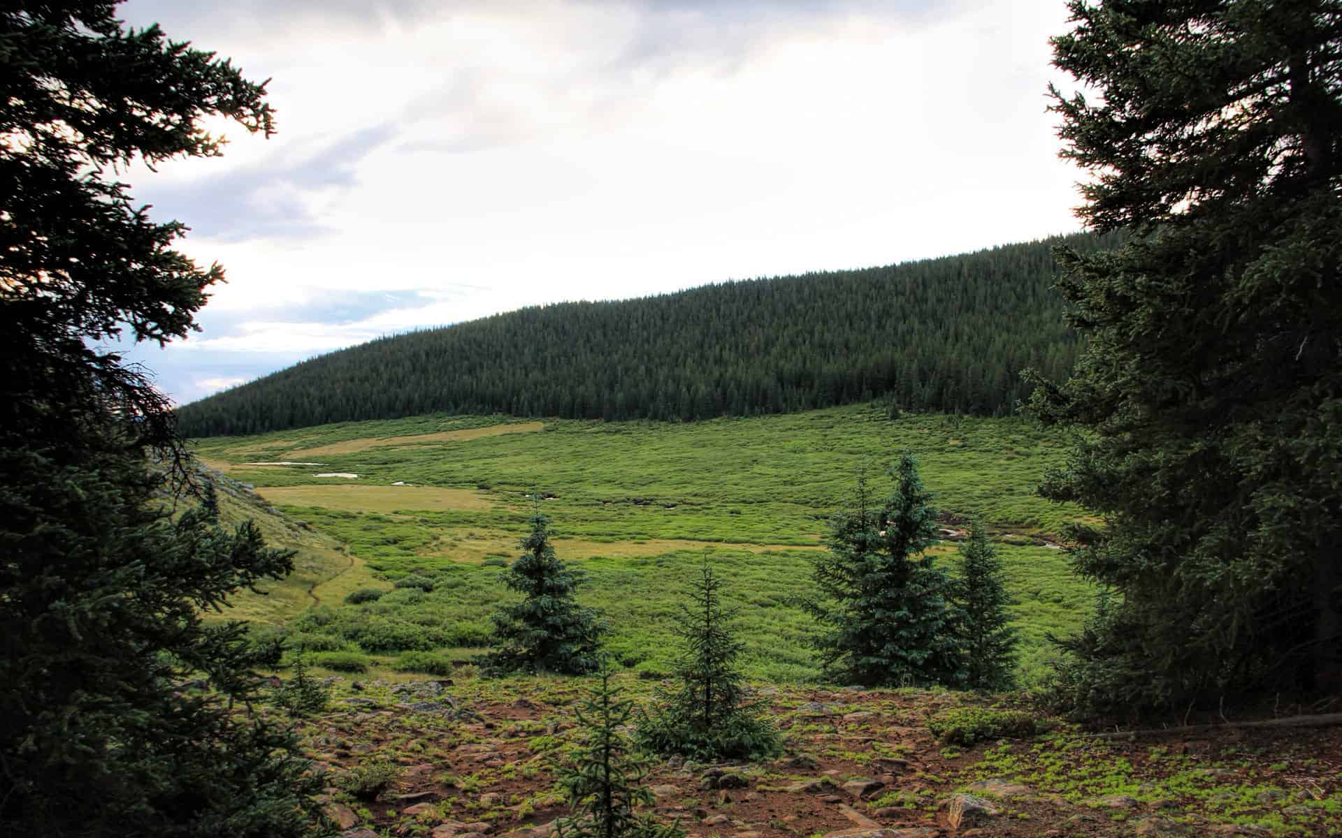 A green meadow along the Rich Creek Trail framed by a forested ridge, with a footpath curving through the grass