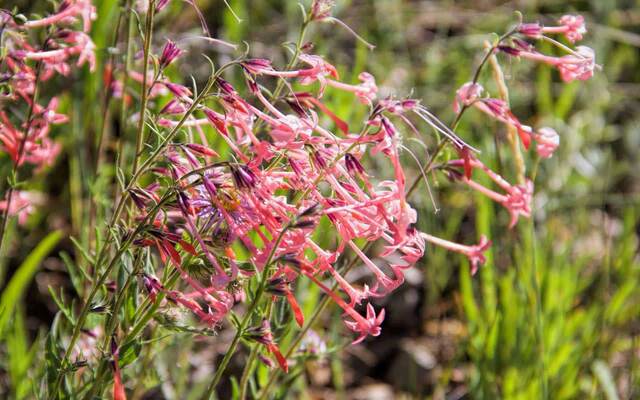 Close-up of pink wildflowers blooming beside the trail
