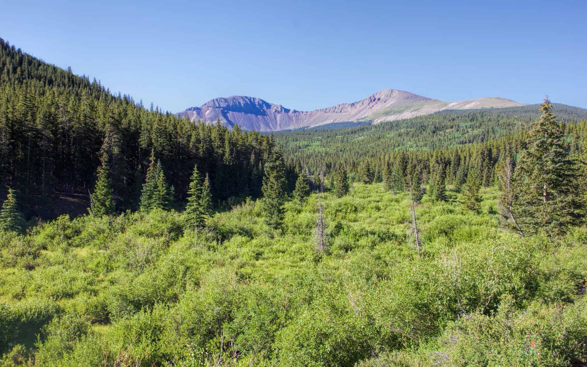 A green shrubby meadow below forested peaks along the Rough and Tumble Creek Trail