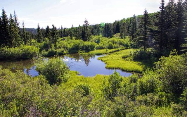 Rich Creek & Rough and Tumble Loop, Buffalo Peaks Wilderness CO