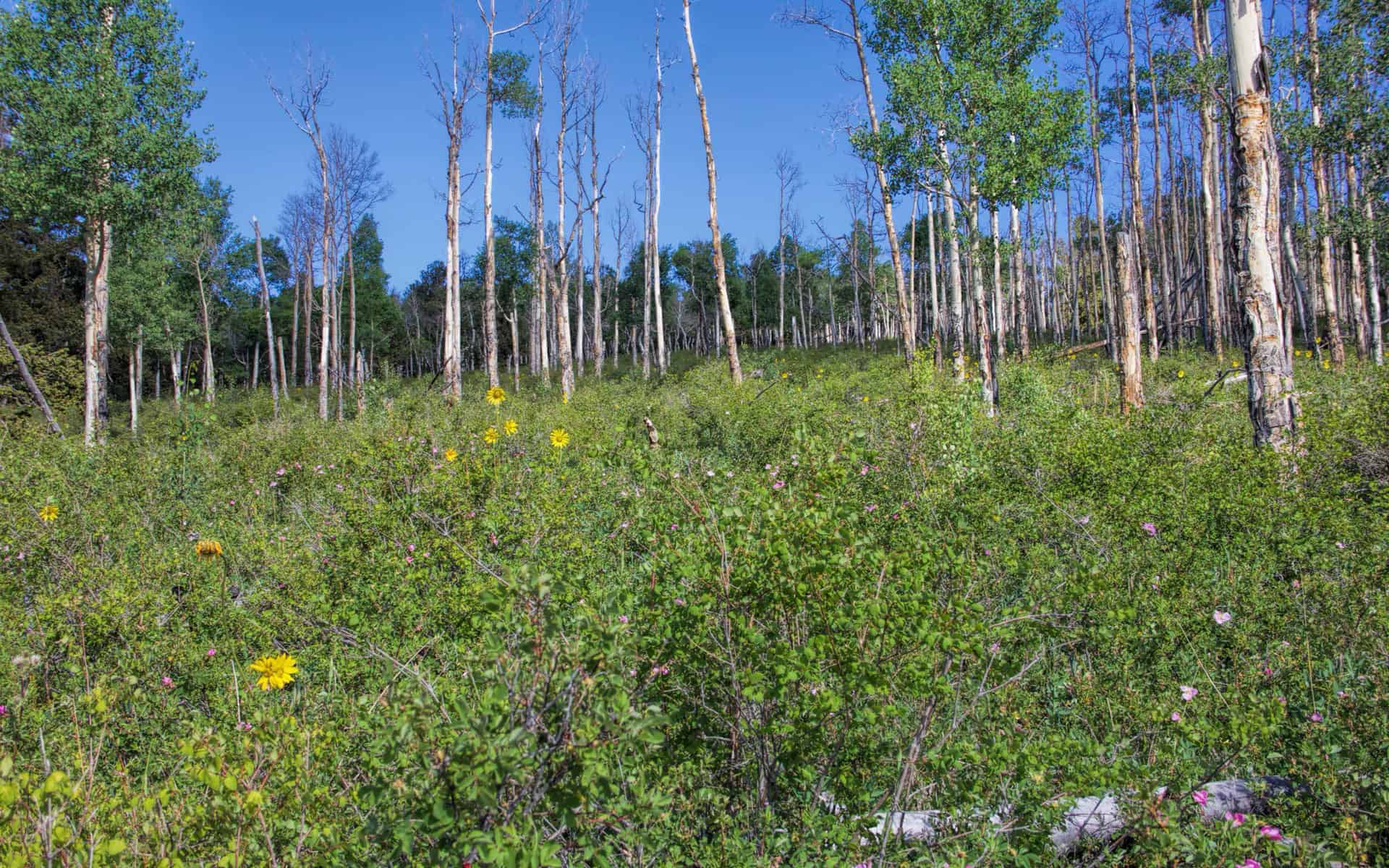 A hillside meadow of bare aspen trunks with yellow and pink wildflowers in the foreground