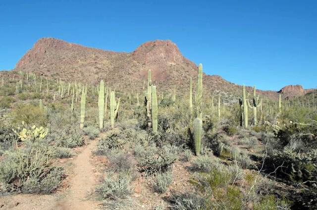 A dirt trail winding through a dense forest of tall saguaro cacti below a rugged desert mountain