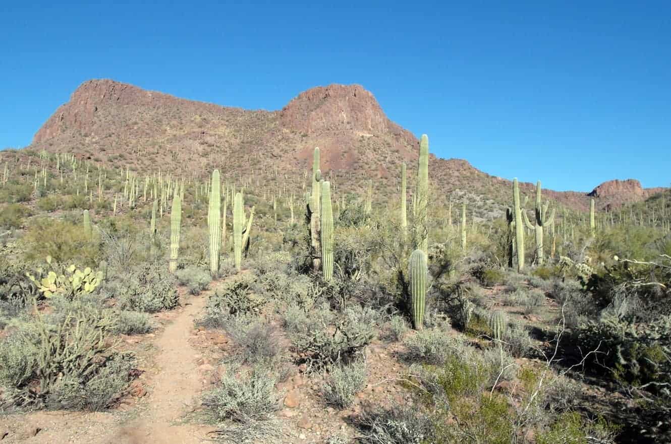 A dirt trail winding through a dense forest of tall saguaro cacti below a rugged desert mountain