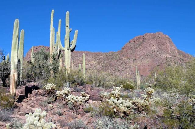 Tall saguaro cacti with multiple arms standing against a clear blue sky beneath a rocky desert peak