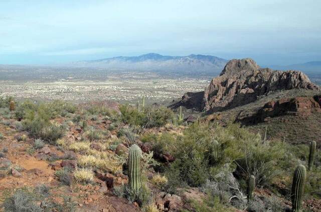 Saguaro National Park, Tucson AZ