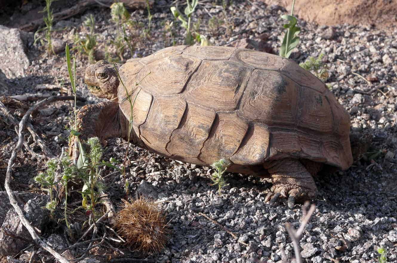 A desert tortoise foraging among wildflowers and a small barrel cactus on rocky ground