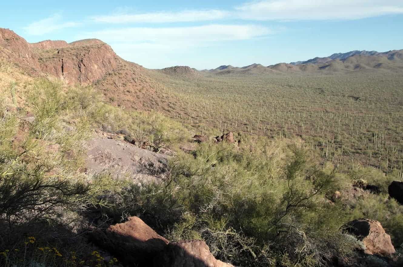 A sweeping view over a dense saguaro forest filling a desert valley below distant mountains