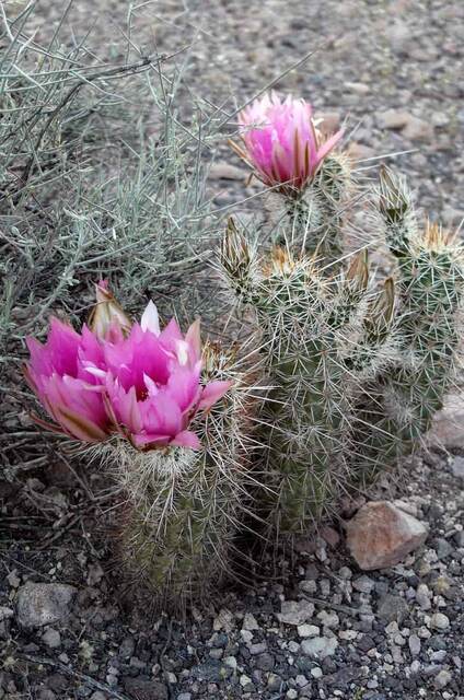 A cluster of vivid pink hedgehog cactus blooms surrounded by spiny green pads