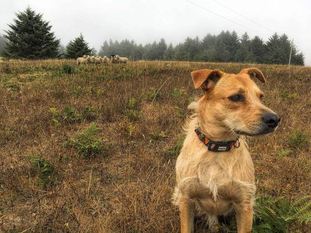 Teddy standing in a foggy pasture with a flock of sheep grazing in the background