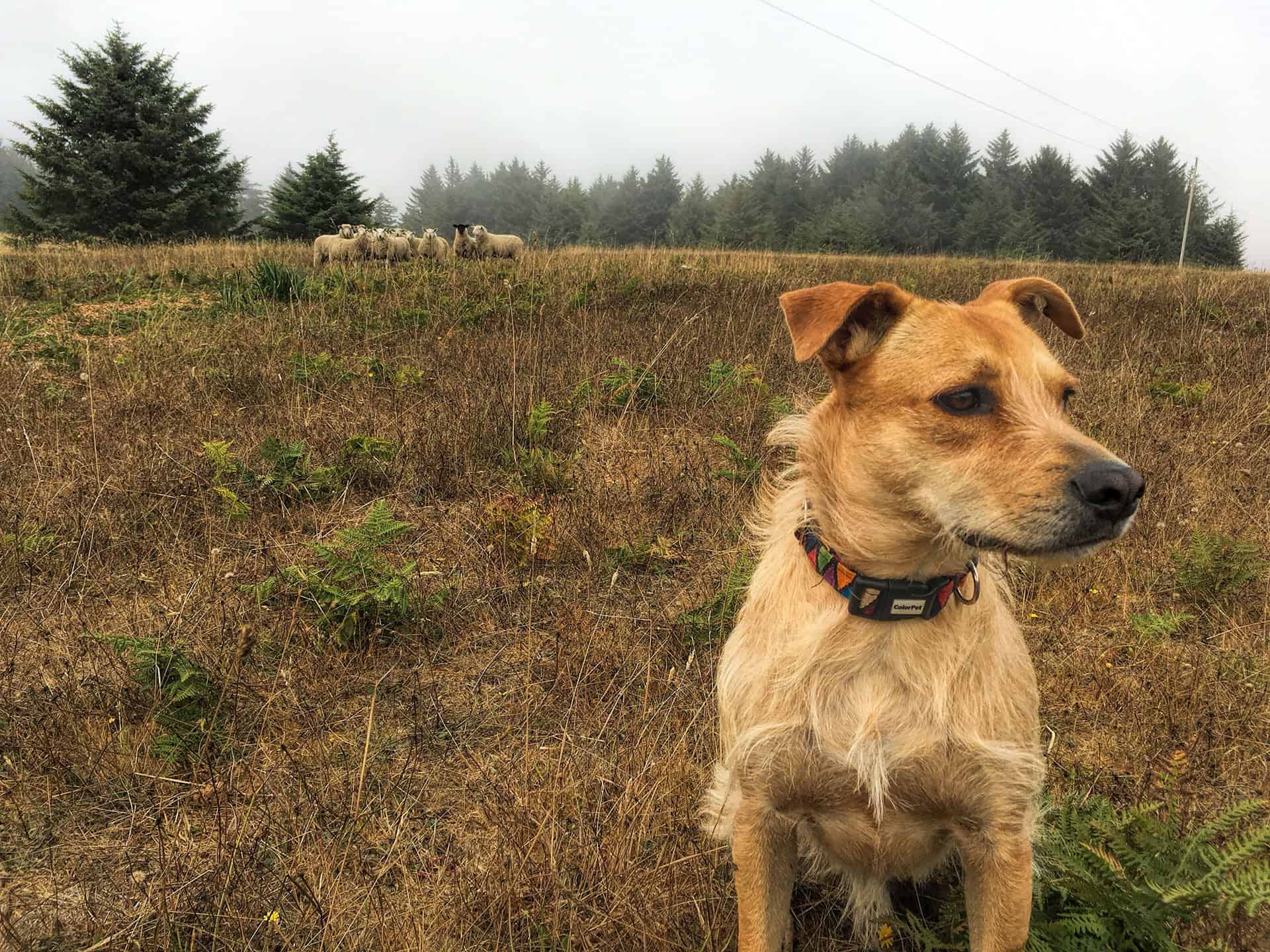 Teddy standing in a foggy pasture with a flock of sheep grazing in the background