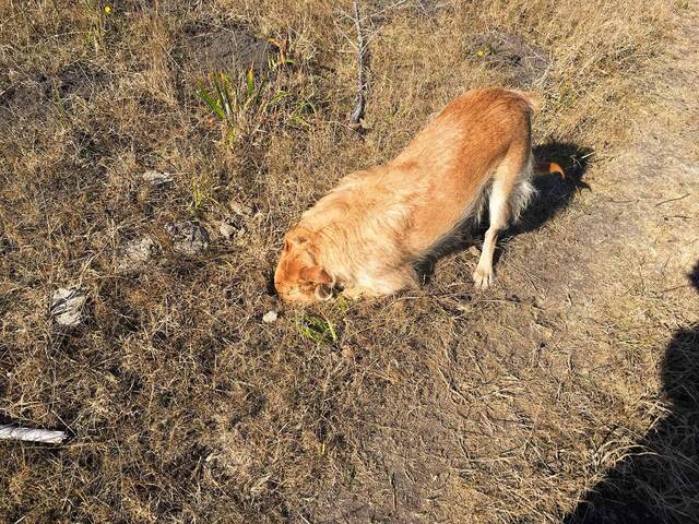 Teddy sniffing and digging with his nose in the dry grass