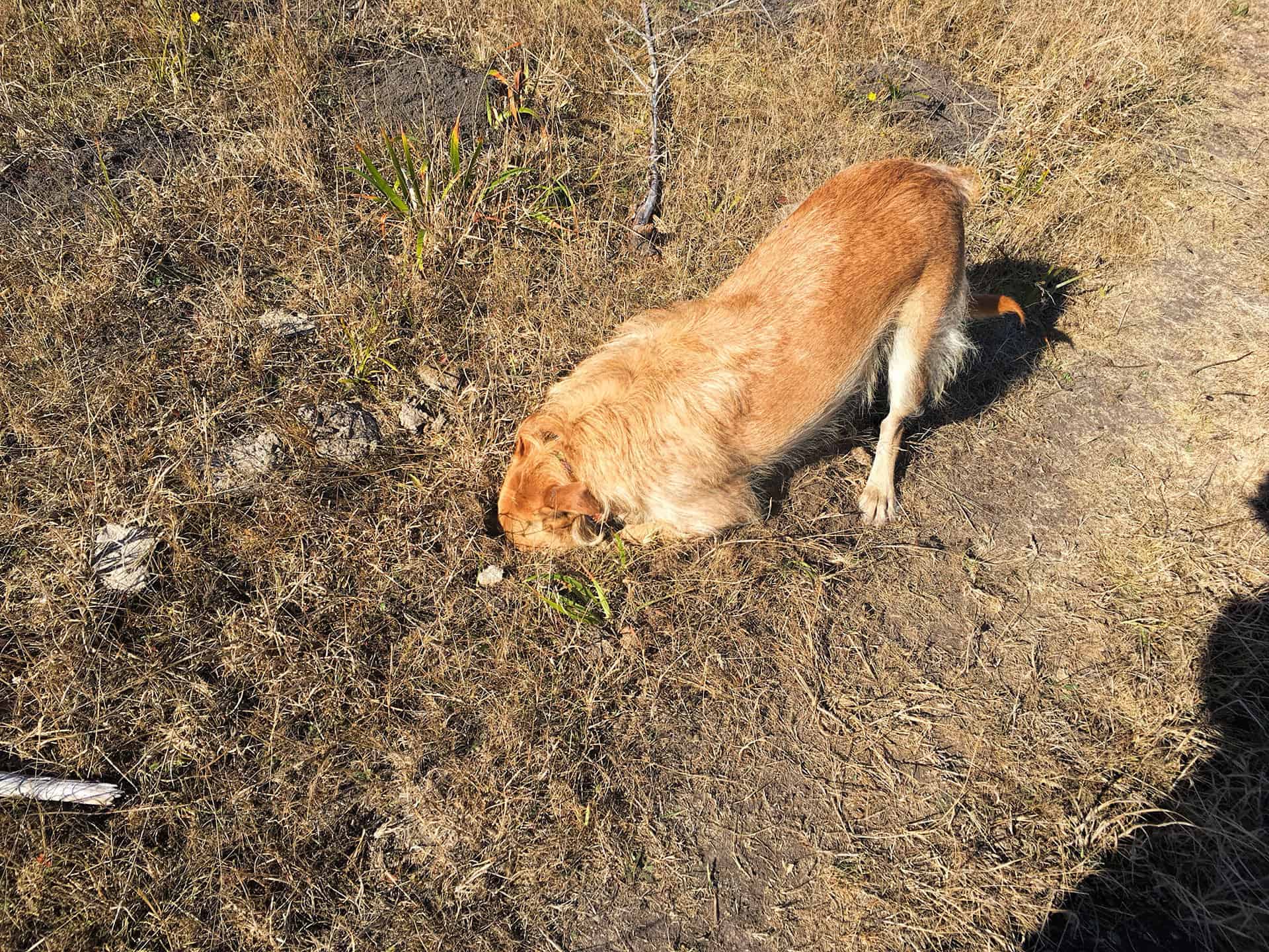 Teddy sniffing and digging with his nose in the dry grass
