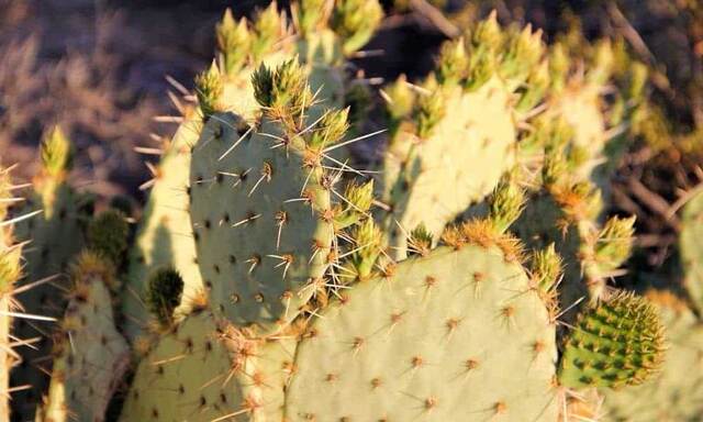 Cacti in bud
