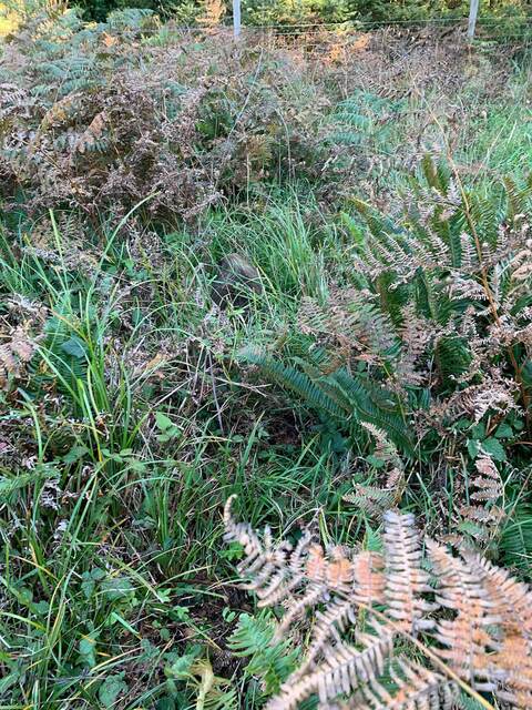 A porcupine mostly hidden in tall grass and ferns along the trail