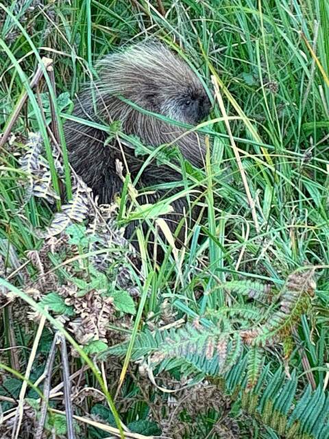 A closer look at the porcupine tucked into the grass