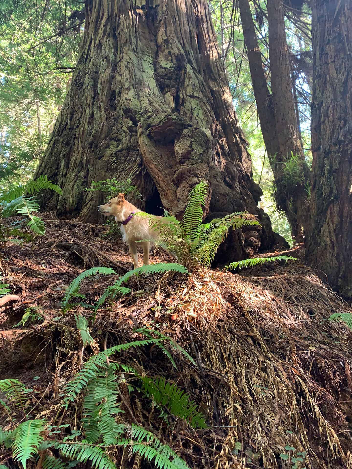 Teddy standing beside the base of a huge hollowed-out redwood trunk