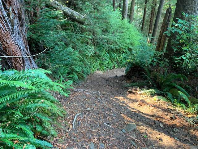 A fern-lined redwood trail with a rope handhold along the steep section