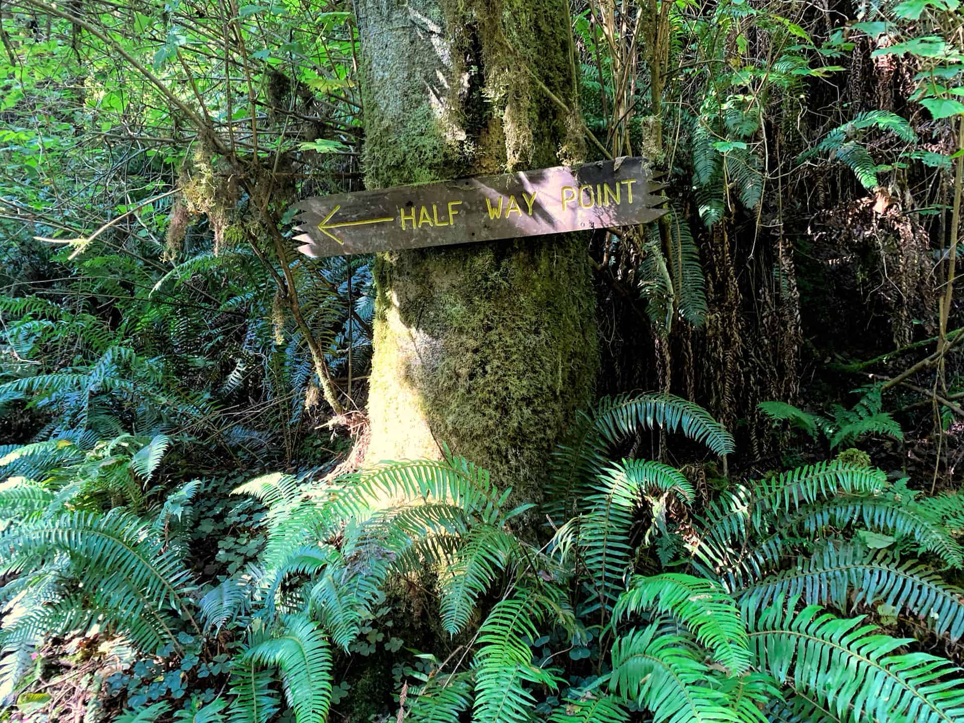 A wooden "Half Way Point" trail sign nailed to a mossy redwood trunk
