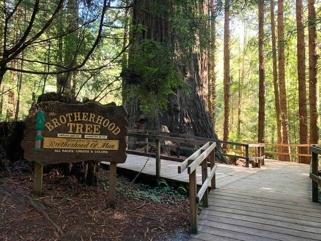 The Brotherhood Tree sign beside a massive redwood and boardwalk