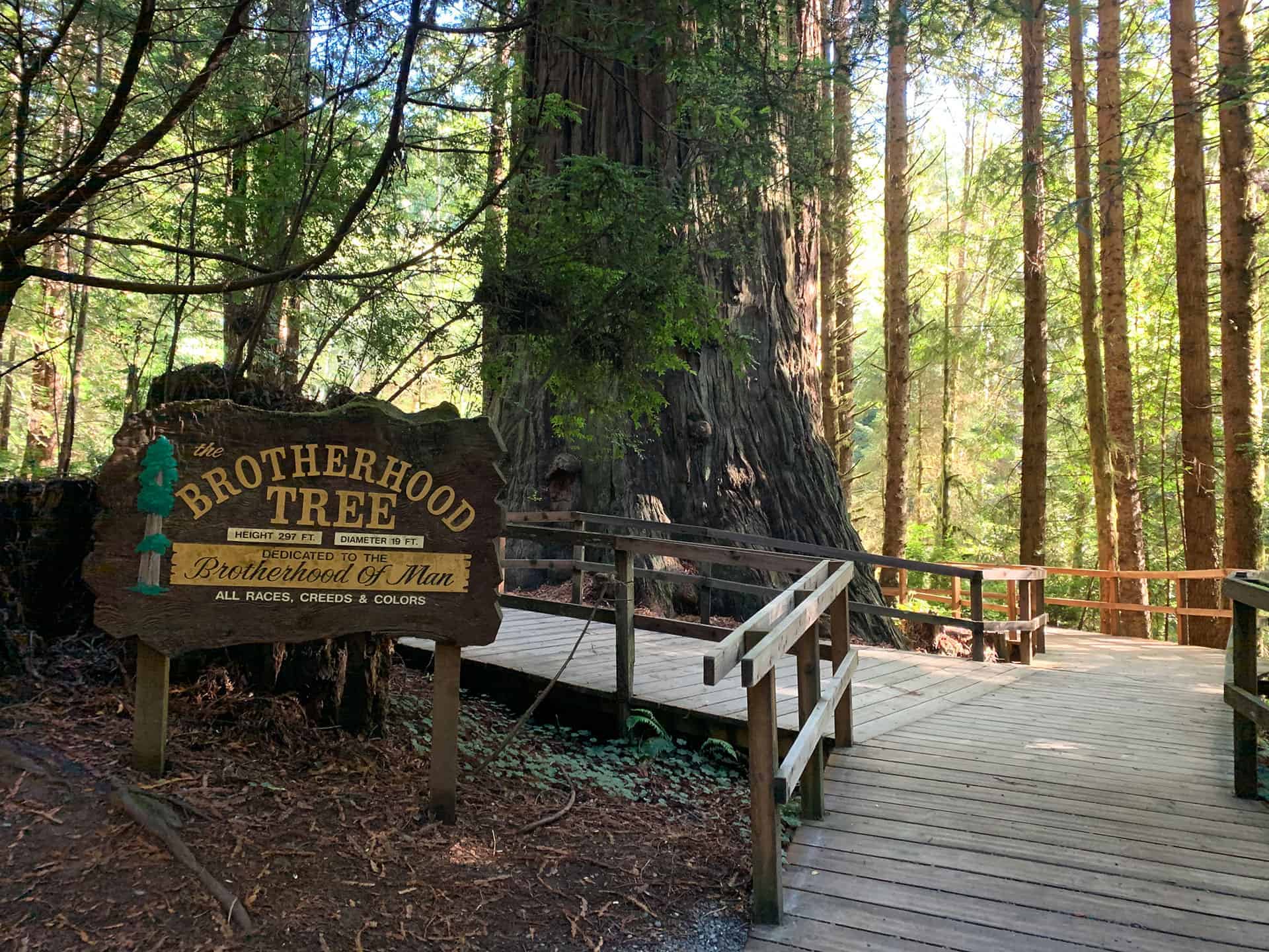 The Brotherhood Tree sign beside a massive redwood and boardwalk