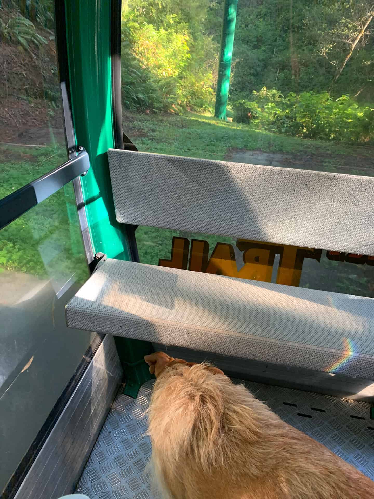 Teddy looking out the gondola window at the trail below