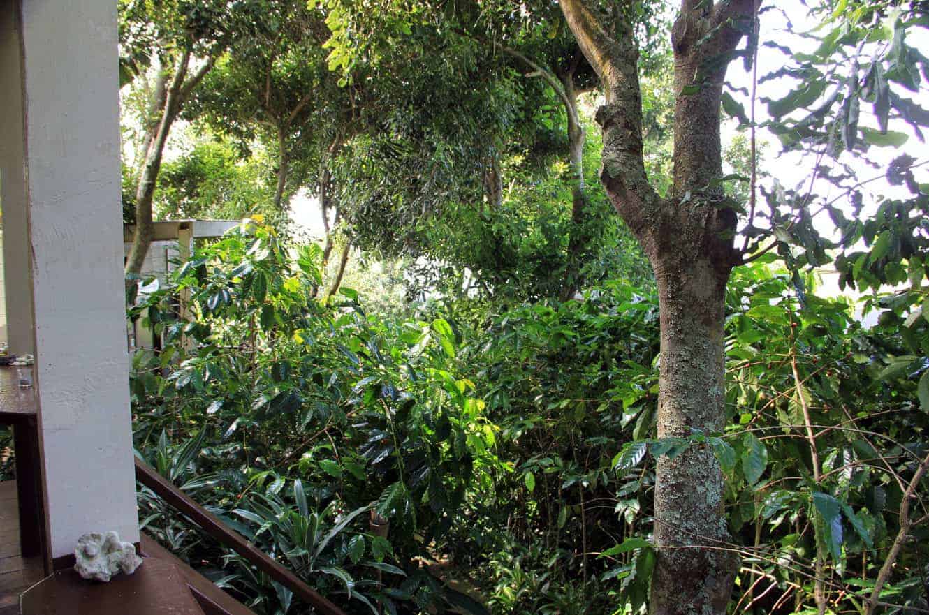 View of coffee plants and jungle trees from the cabin's porch railing