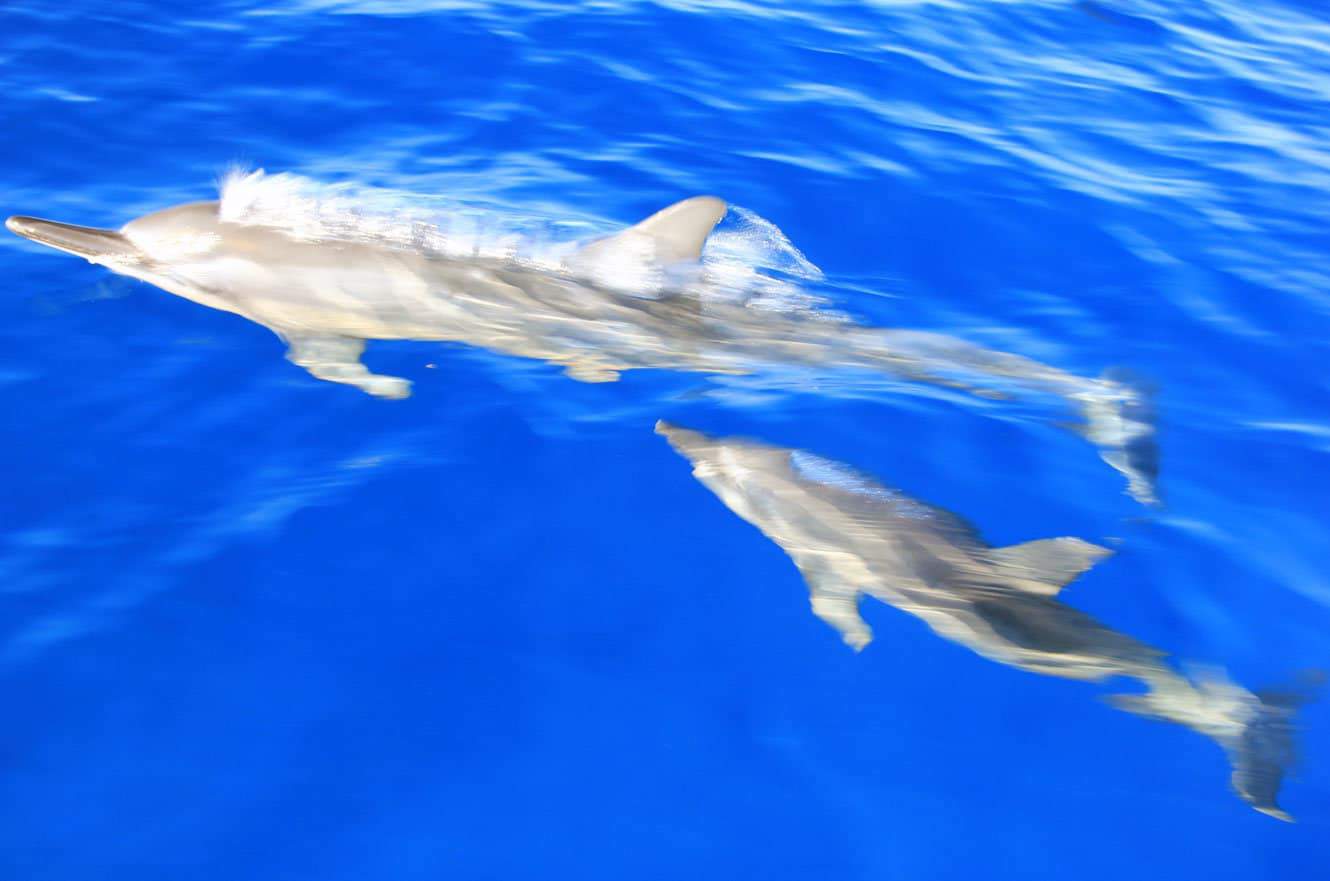 Two spinner dolphins swimming just beneath the surface